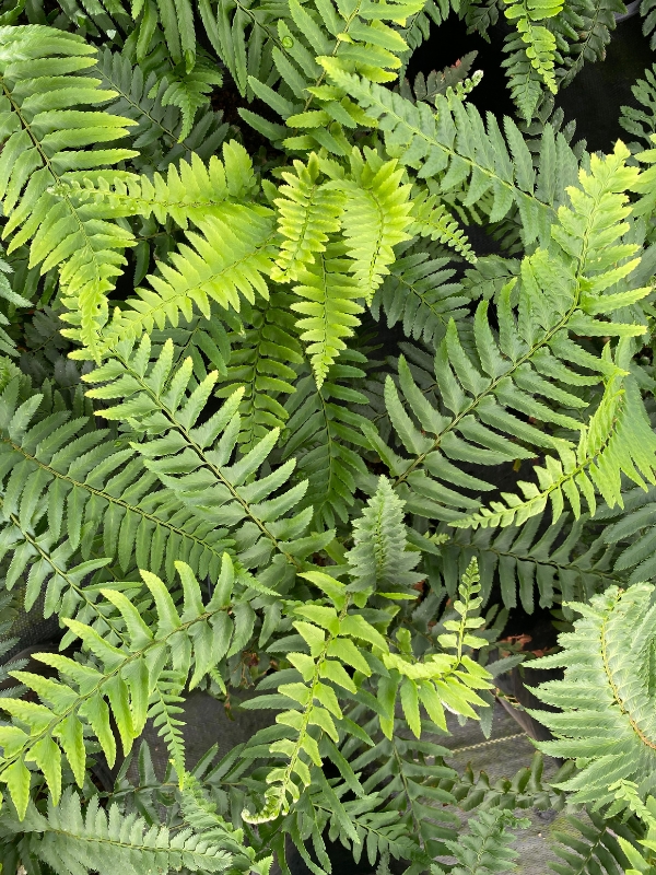 The western sword fern, is an evergreen perennial fern native to western North America, where it is one of the most abundant ferns in forested areas.